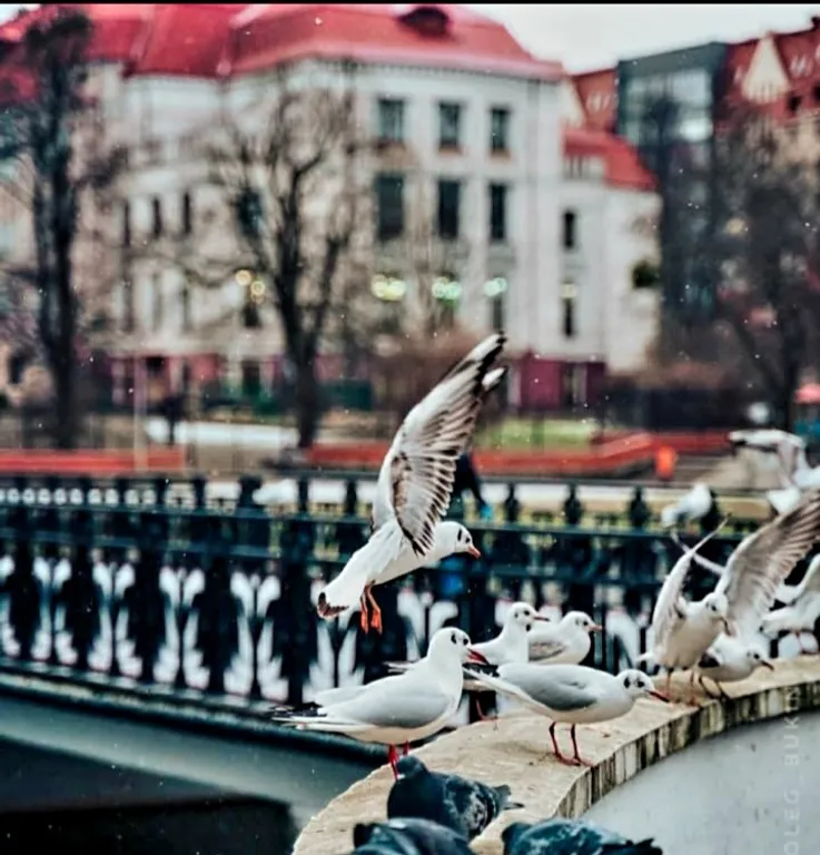 Квартира Двухкомнатная квартира "Rosgarden" у  Нижнего озера — Калининград
