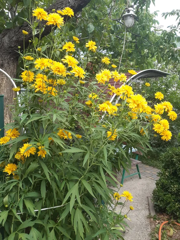 Уютный двухместный домик с тенистым двором