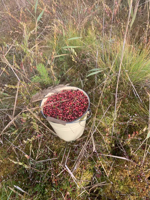 Агроэкоусадьба Отблеск Эдема