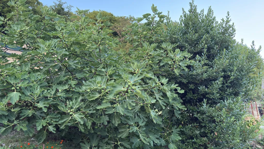 Домик на море, тихое и спокойное место, дубовая роща