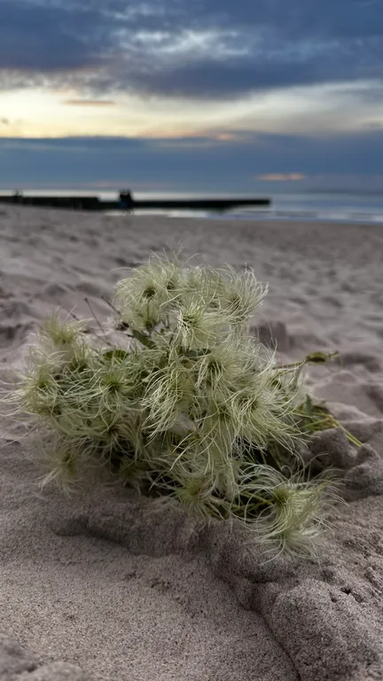 Уютная квартира на побережье Зеленоградска