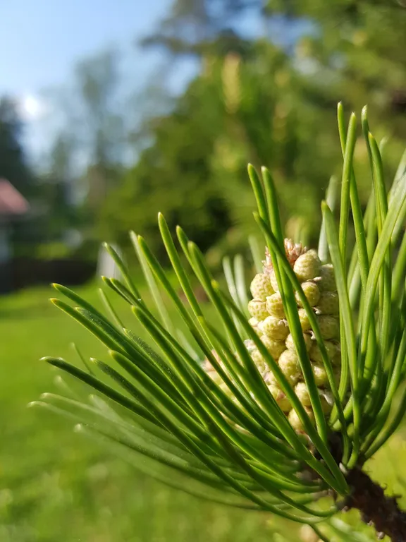 Дом с сауной у озера