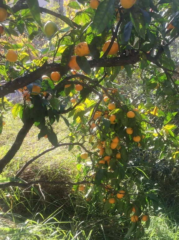 Дом с бассейном