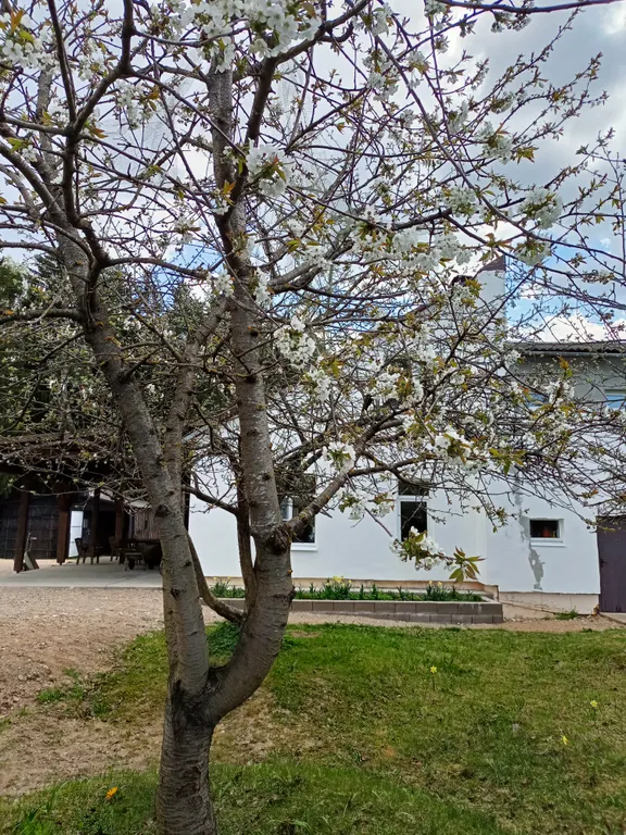 Уютный дом у леса