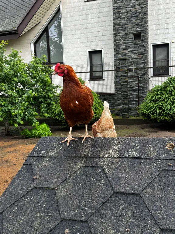 Коттедж Гостевой домик у крепости Орешек — им. Морозова