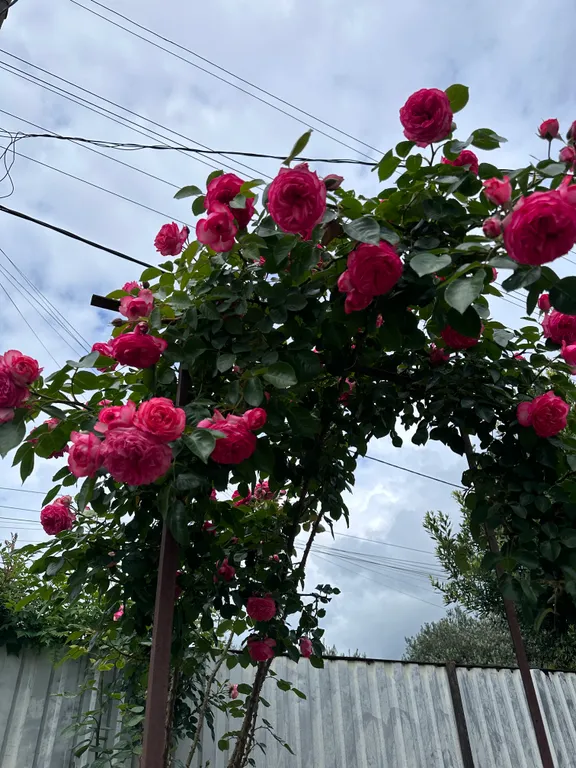 Частный сектор