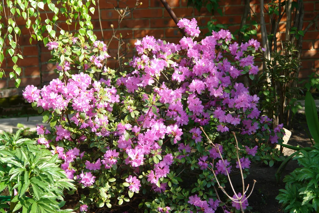 Дом в ботаническом саду