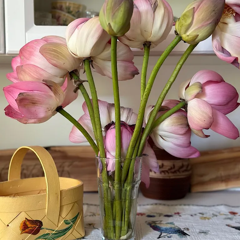 Домик в лотосах (Основной дом)