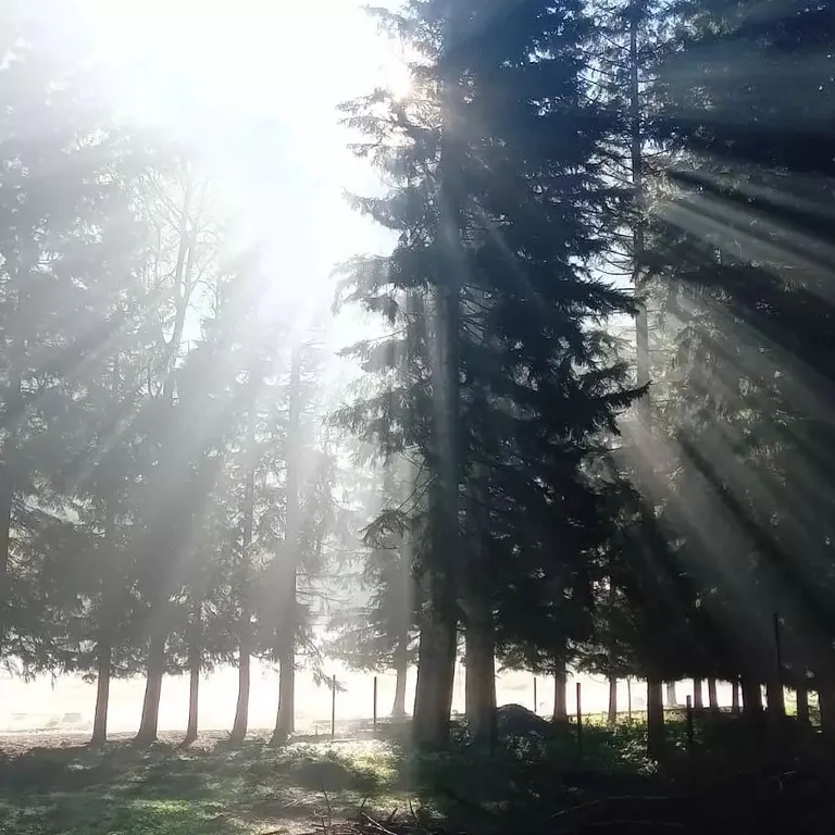 Гостевой дом Лесная сказка