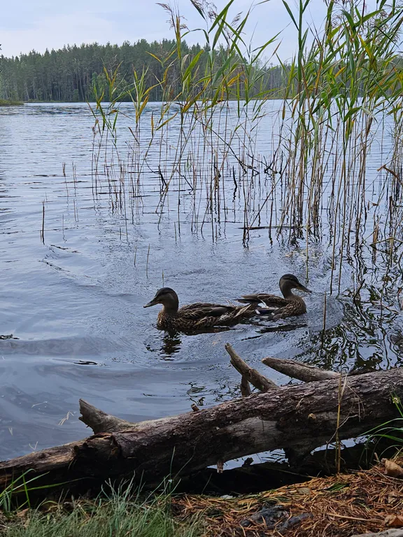 Ильинка в Карелии