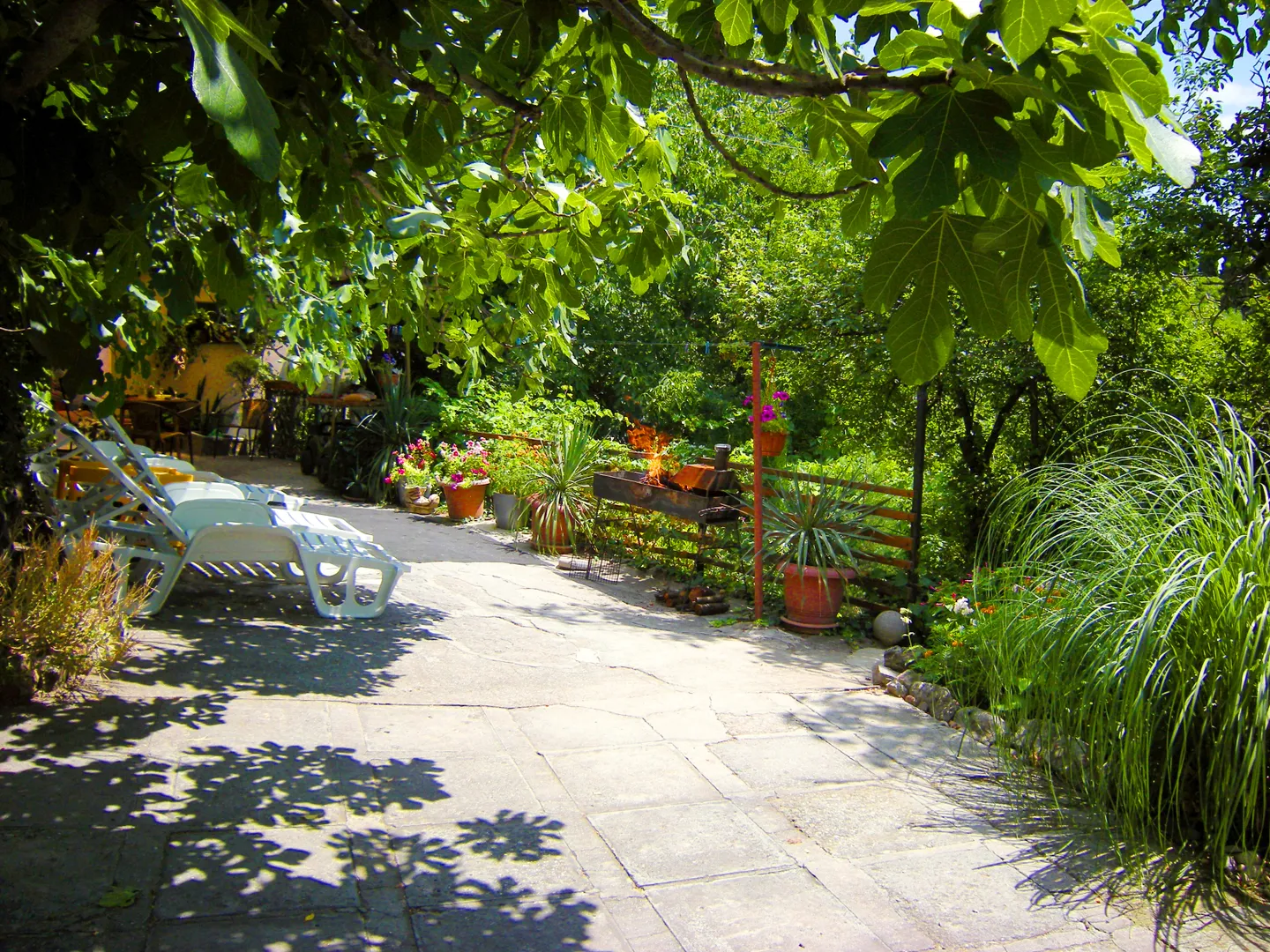 Большой персональный двор в зелени, с шезлонгами в тени инжира и проф.мангалом