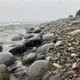 Квартиры на берегу черного моря