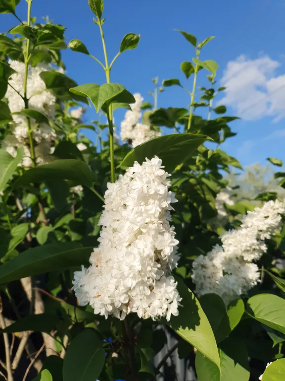 Коттедж FLIGELMUZ (Загородный Музыкальный Флигель). — Северская