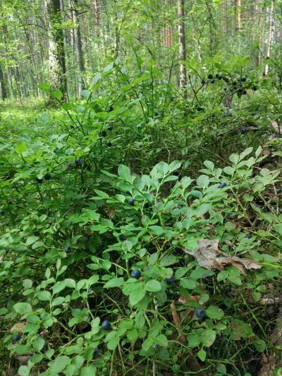 Мансарда на Селигере