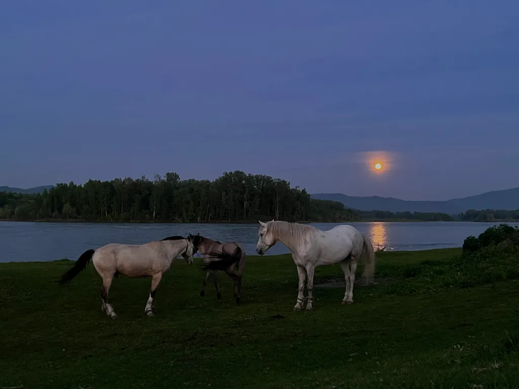 Домик на берегу Катуни, первая линия