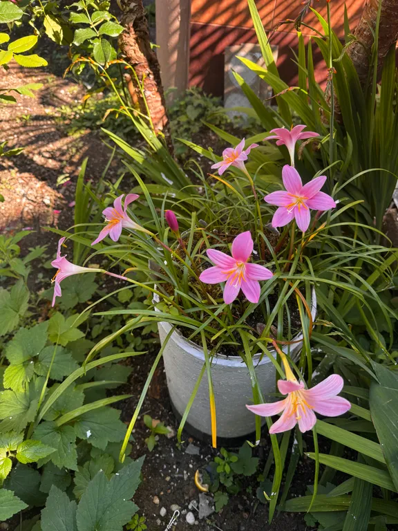 Квартира Комната — Гагра