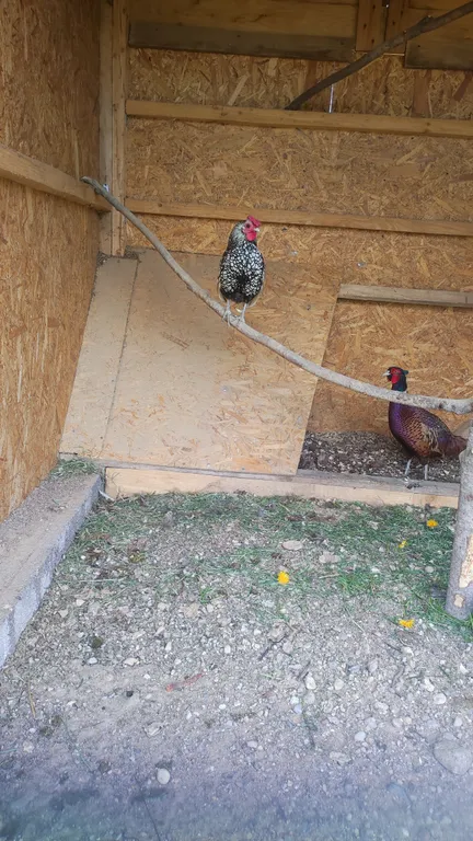 Агроусадьба с баней, на реке Птичь под Минском, с прудом