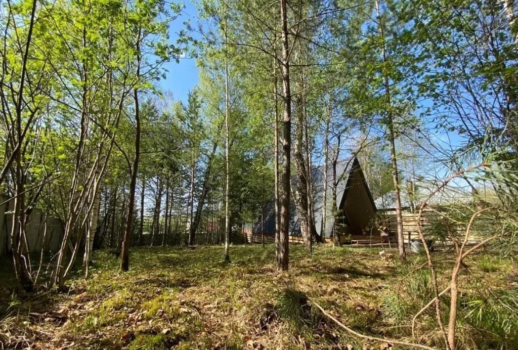 Дом в лесу