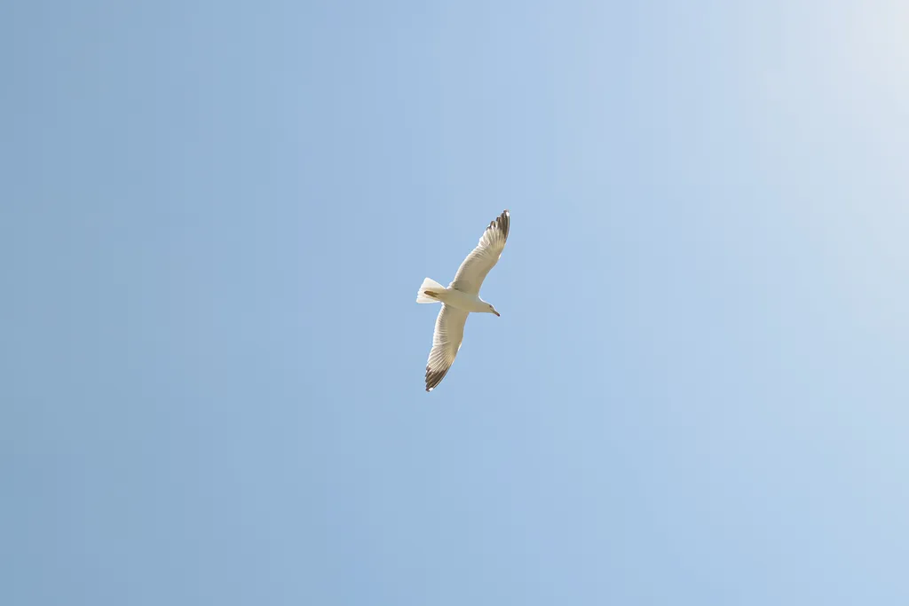 Квартира Апартаменты с видом на море № 50 — Санаторное