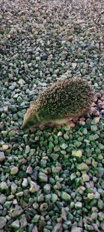 Семейный эко домик из дерева