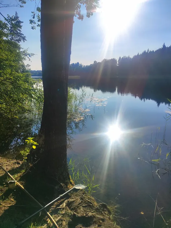 Уединённый хутор в лесу у реки с баней и камином