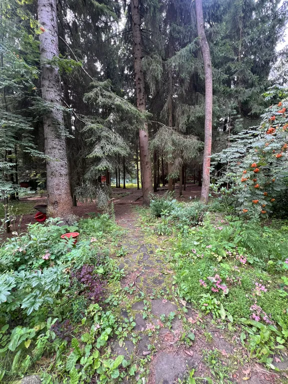 Усадьба в хвойном лесу