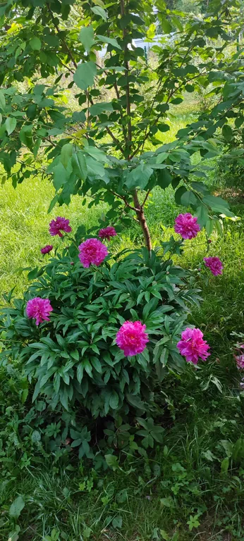 Весь первый уютный этаж с видом на природу