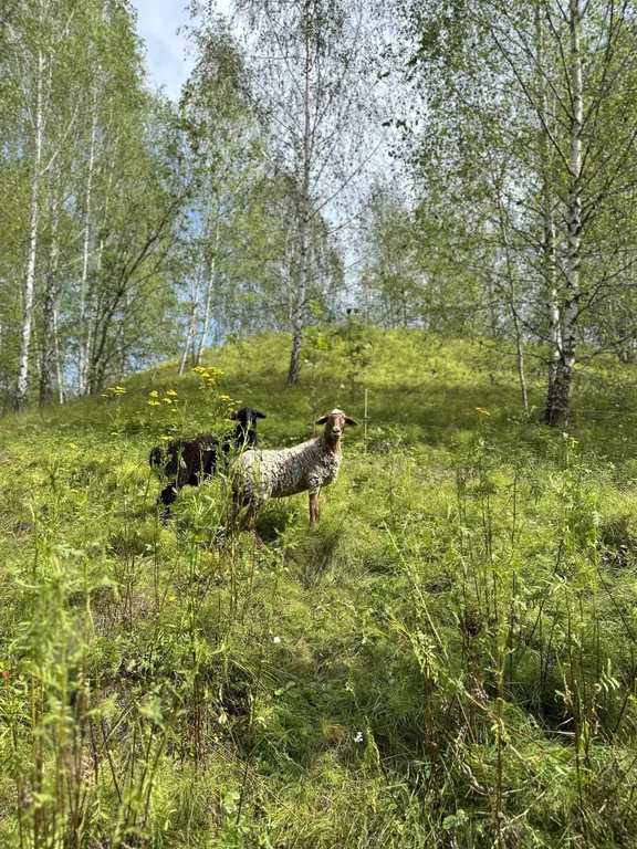 Эко-дом Релакс с чаном Фурако