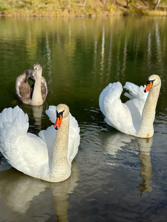 Дубльдом с видом на лес и городским комфортом в Капитан клаб