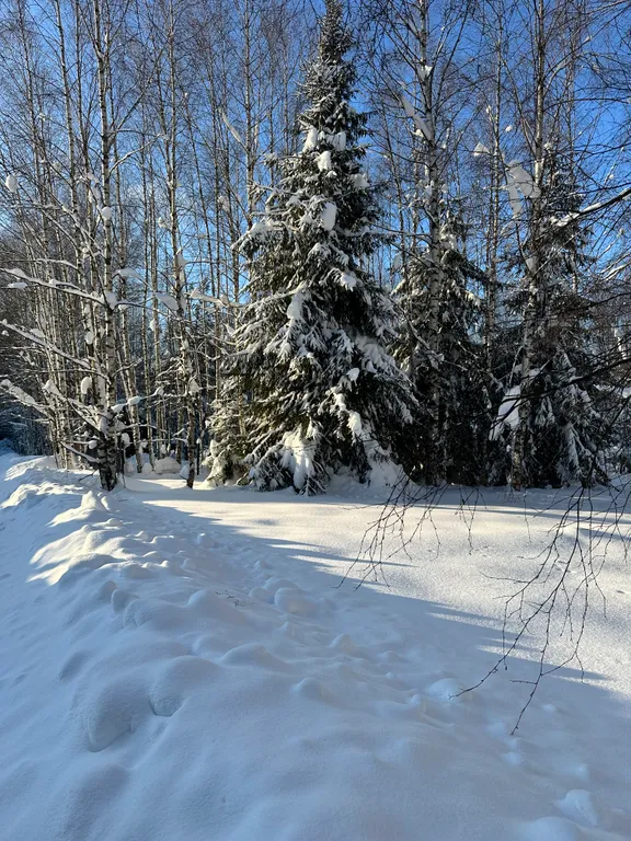 Дом ДАЧА №8 с мастер-спальней и видом на лес