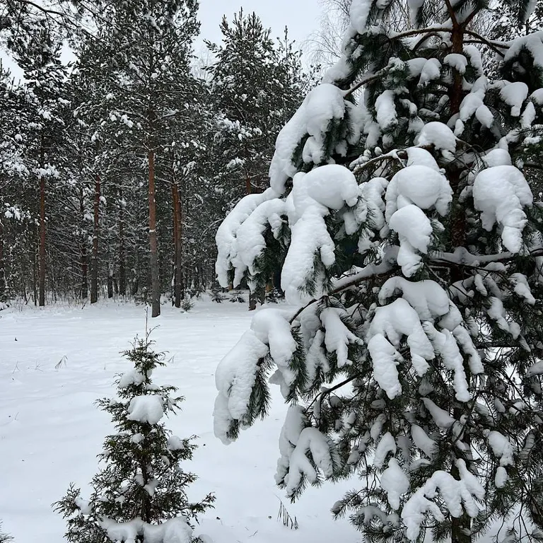 Домик в Соснах с сауной и банным чаном