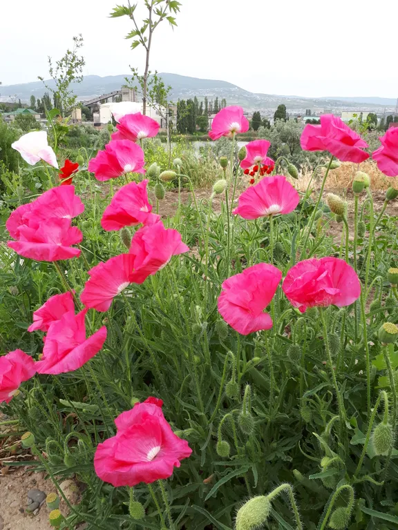 Первый коттедж