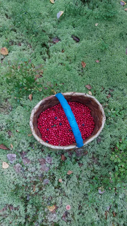 Коттедж Дом с видом на озеро — Крошнозеро