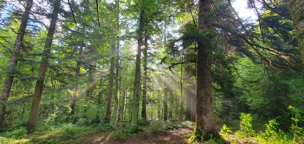 Коттедж Коттедж Сруб под пихтами — Мезмай