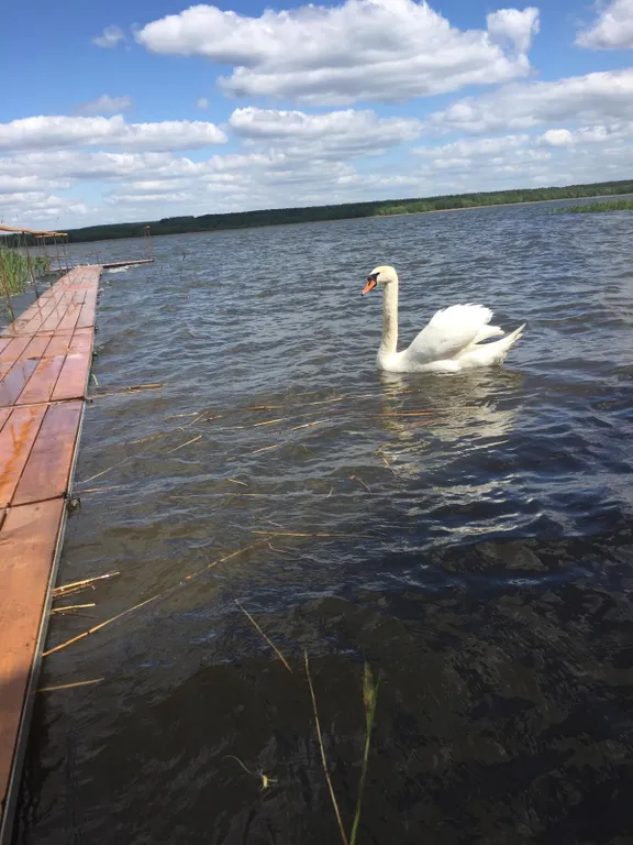 Домик у озера Свирь