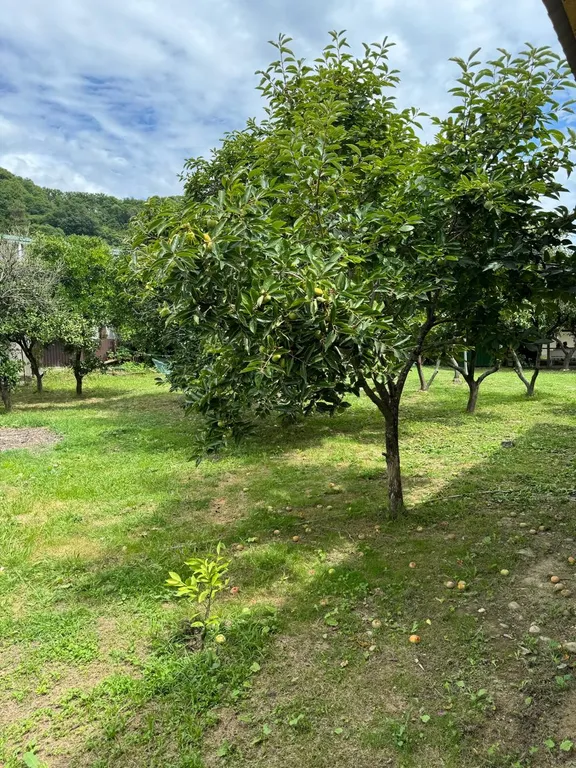 Как на даче у Чёрного моря