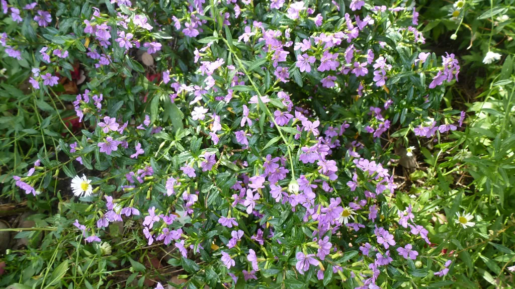 Коттедж Уютный коттедж в саду — Сочи