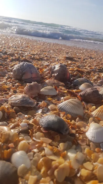 Квартира 1-комнатная Квартира — Витязево