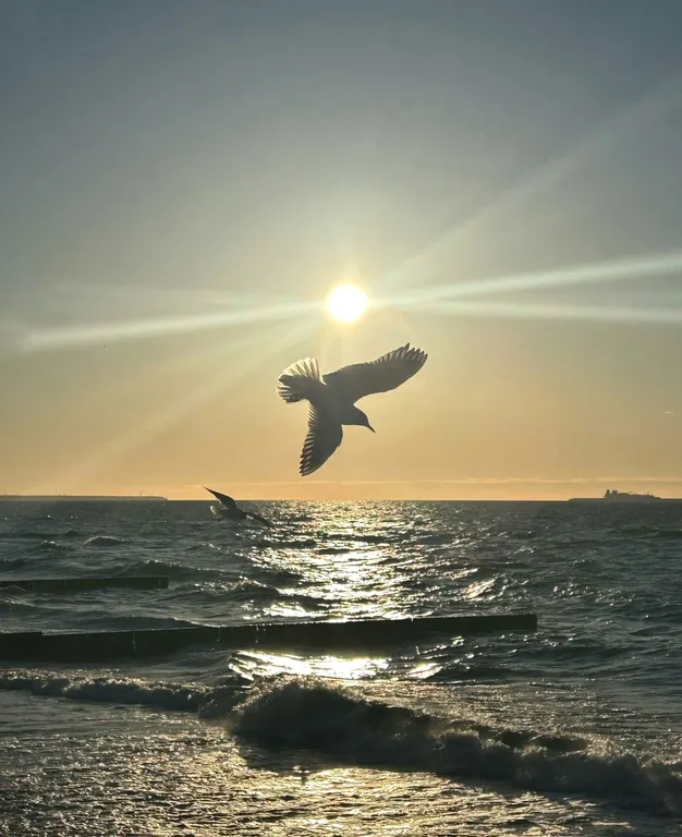 Уютная студия РУСАЛОЧКА  - Вы и Балтика!