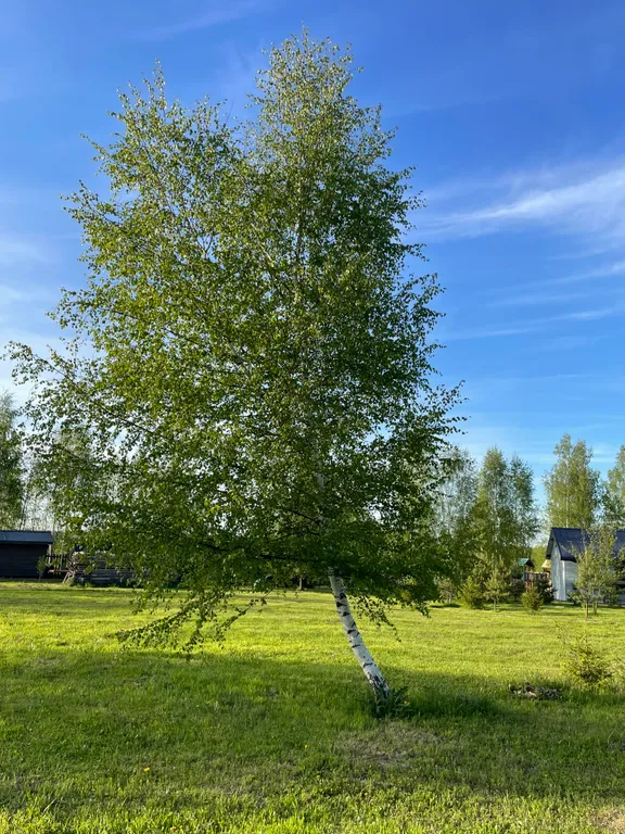 Загородный дом в тихом месте