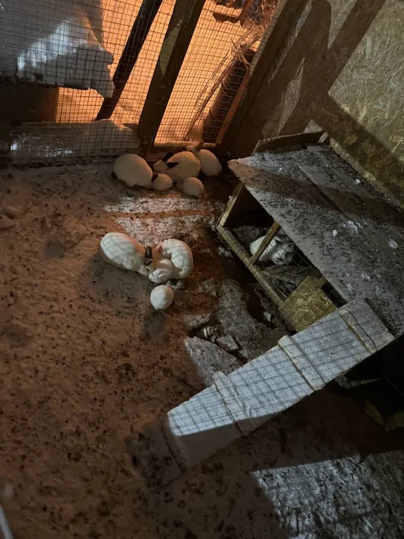 Выход из суеты - не дача Бобёр и Соловьи