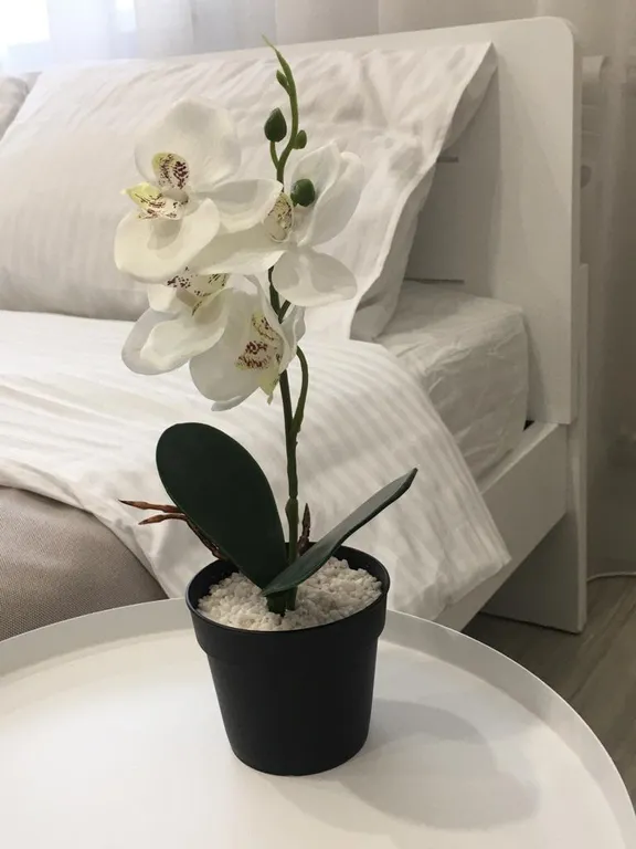 Элитная студия