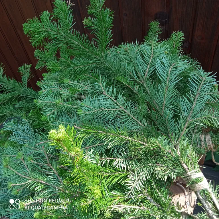 Дом на берегу реки чемал