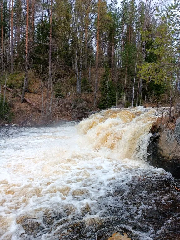 Уютный гостевой дом в лесном просторе