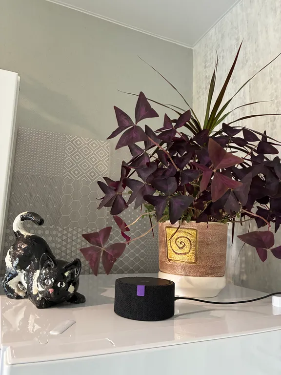 Квартира с видом на лес Куршской косы