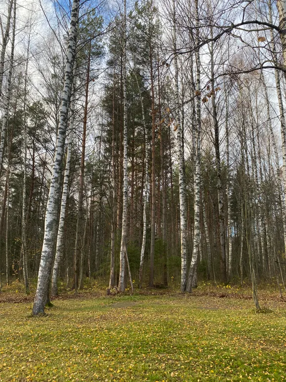 Уютный домик в лесу около реки