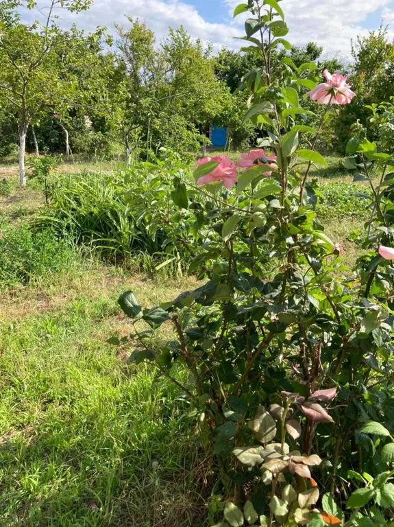 Дача у моря