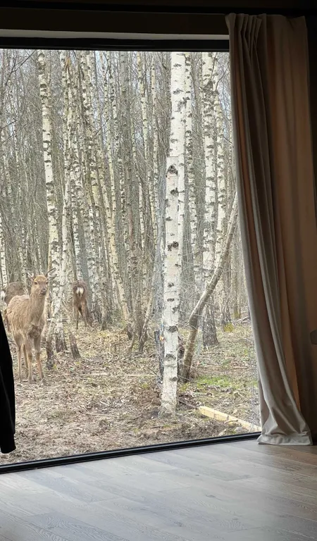 Домик в лесу с пятнистыми оленями и кроликами