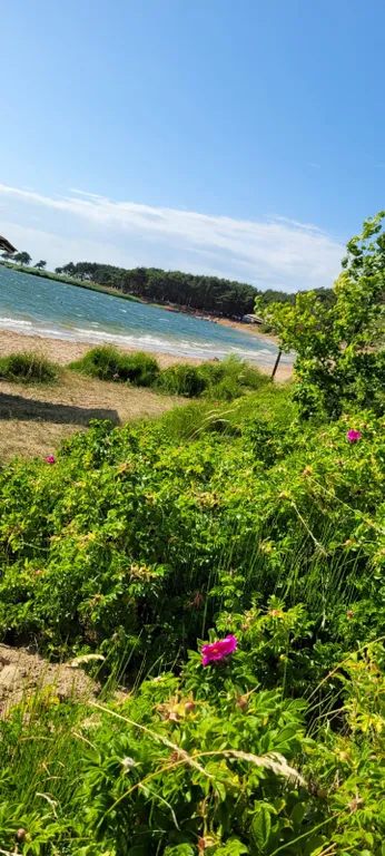 Квартира возле леса и залива