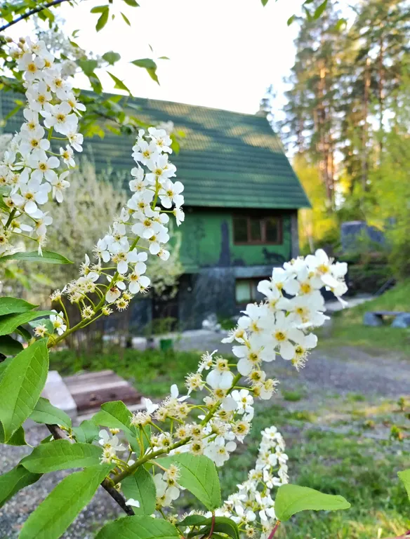 Дом в сосновом лесу
